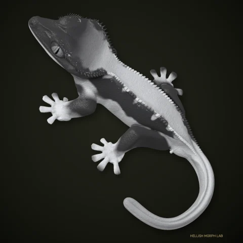 Axanthic Lilly White crested gecko