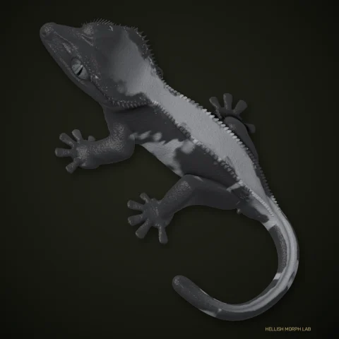 Axanthic (Obscurial line) crested gecko
