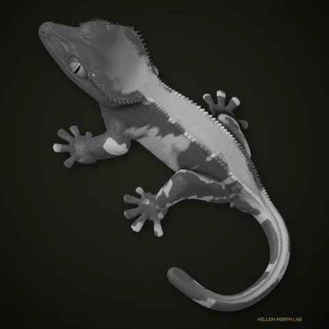 Axanthic crested gecko