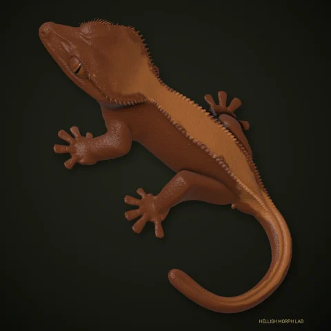 Bicolor crested gecko