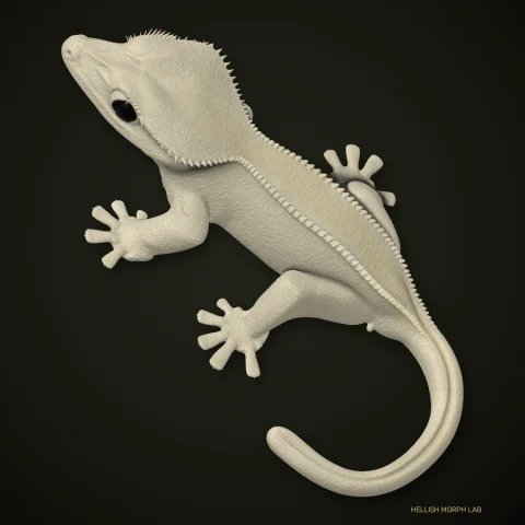 Blizzard (Black-Eyed Leucistic) crested gecko