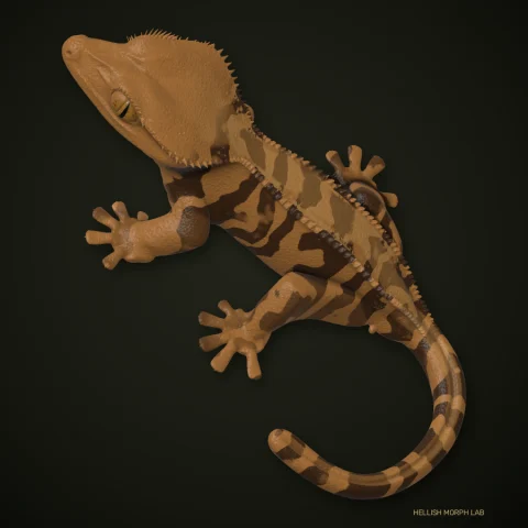Brindle crested gecko