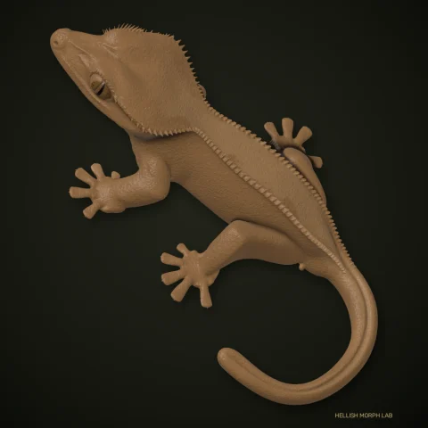 Buckskin crested gecko