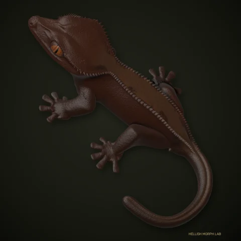 Cappuccino Highway crested gecko