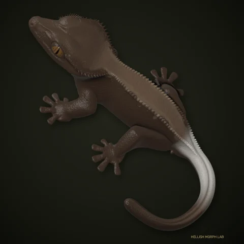 Cappuccino Phantom crested gecko
