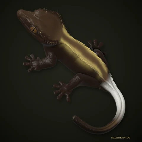 Cappuccino crested gecko