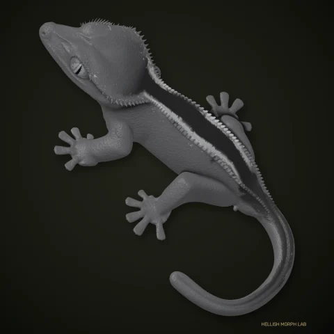 Charcoal crested gecko