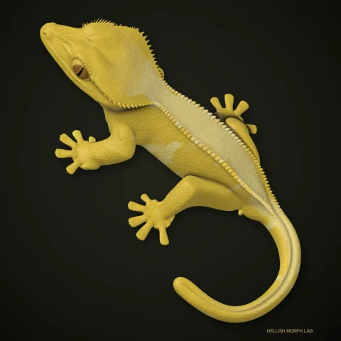 Citrus crested gecko