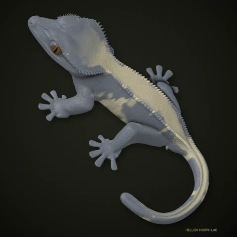 Cold Fusion crested gecko