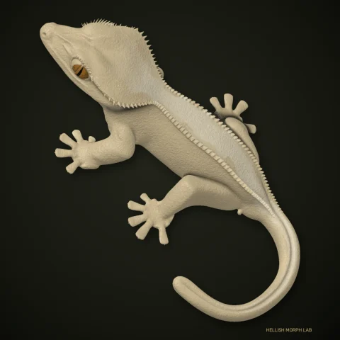 Cream crested gecko