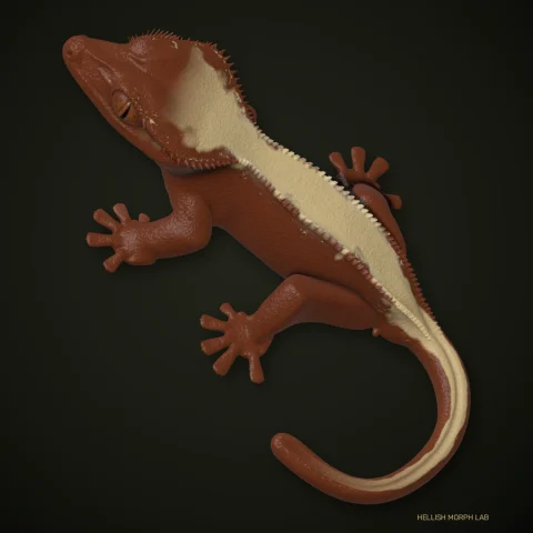 Crowned crested gecko