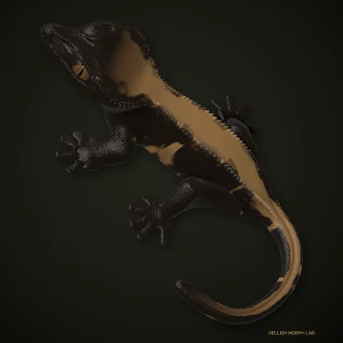 Dark / Black Base crested gecko
