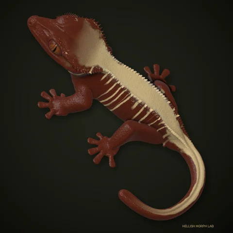 Drippy Dorsal crested gecko