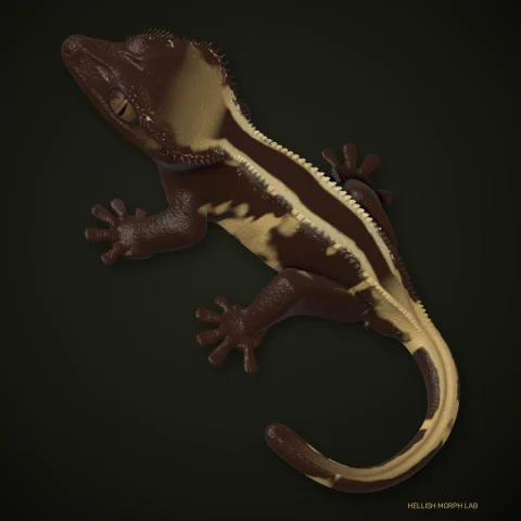 Empty Back crested gecko