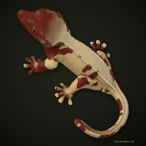 Extreme Harlequin crested gecko