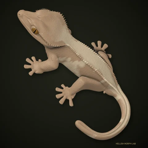 Fire crested gecko