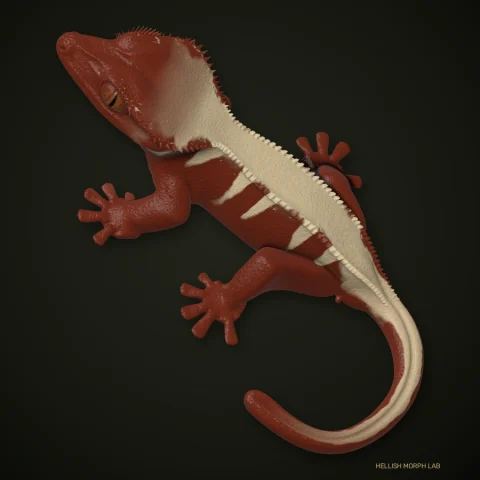Flame crested gecko