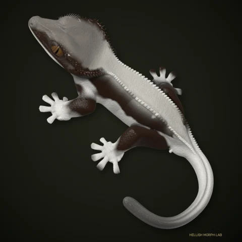Frappuccino crested gecko