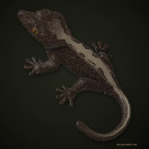 Furred crested gecko