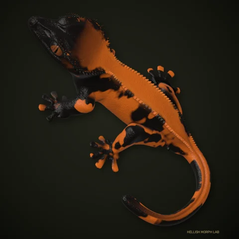 Halloween crested gecko