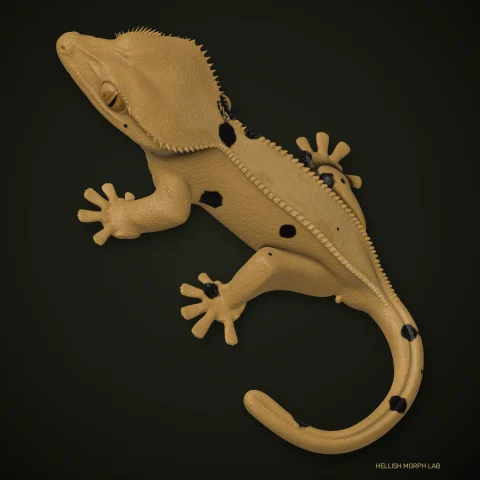 Ink Spot crested gecko