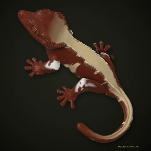 Kneecaps crested gecko