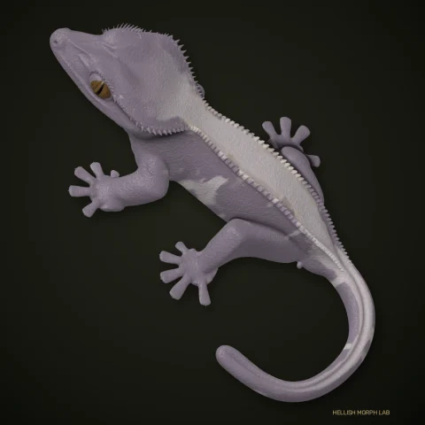 Lavender crested gecko