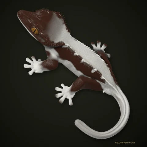Lilly White crested gecko