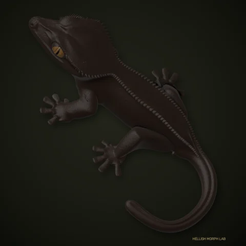 Luwak crested gecko