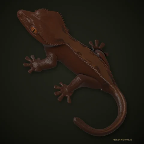 Highway Sable crested gecko