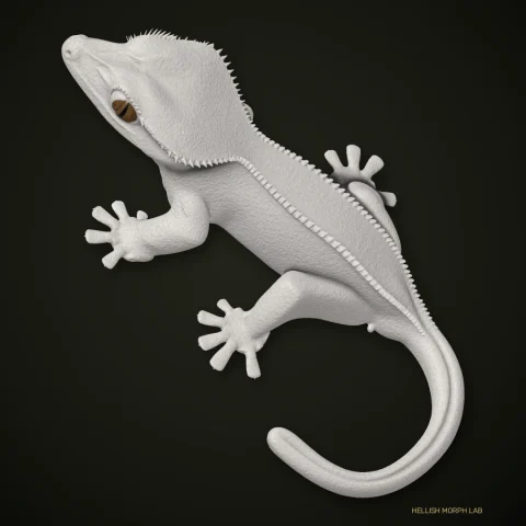 Moonglow crested gecko