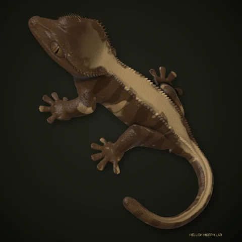 Normal (Wild Type) crested gecko