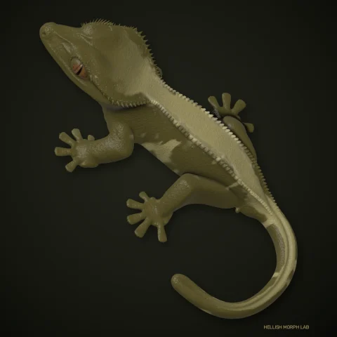 Olive crested gecko
