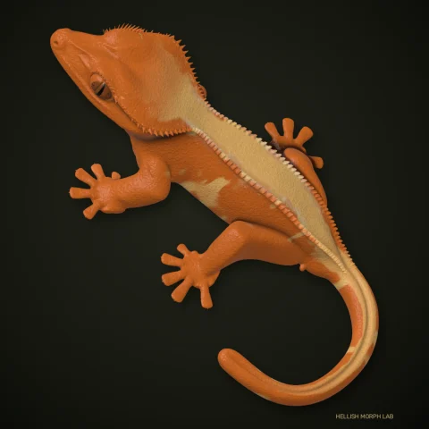 Orange crested gecko
