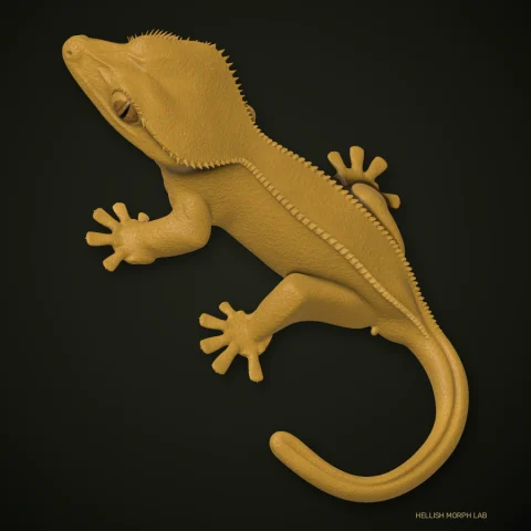 Patternless crested gecko