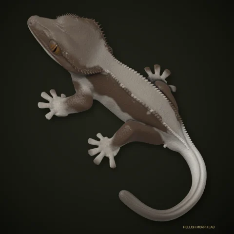 Phantom Frappuccino crested gecko