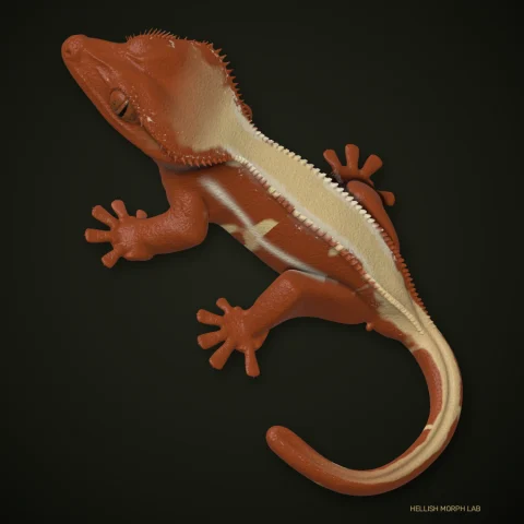 Quadstripe crested gecko