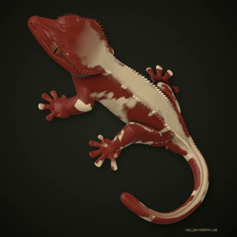 Red Base crested gecko