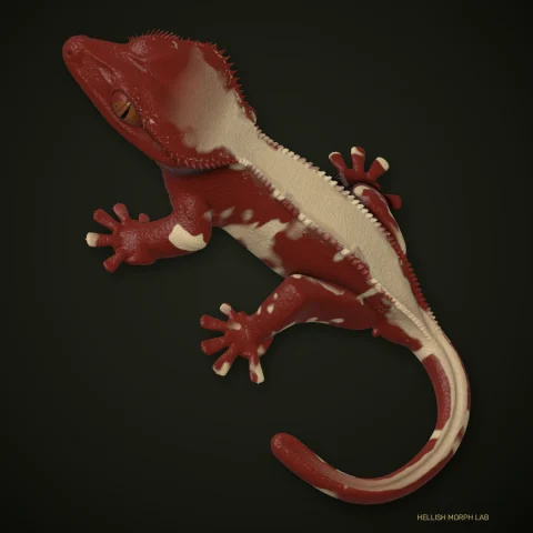 Red crested gecko