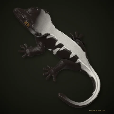 Sable crested gecko