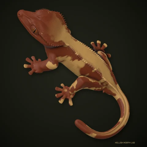 Soft Scale crested gecko
