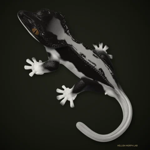 Sorak crested gecko