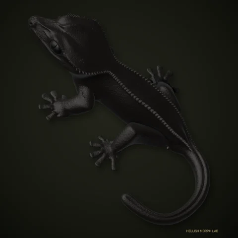 Super Cappuccino crested gecko