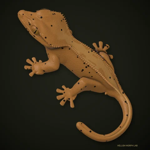 Super Dalmatian crested gecko