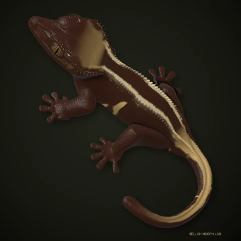 Super Empty Back crested gecko