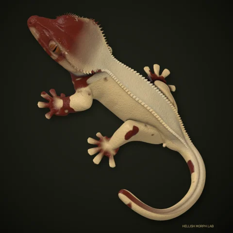 Super Harlequin / XXX crested gecko