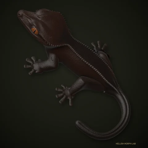 Super Highway crested gecko