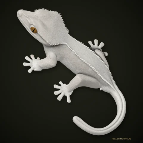 Super Lilly White crested gecko