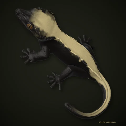 Super Sable crested gecko