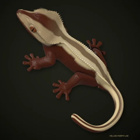 Superstripe crested gecko